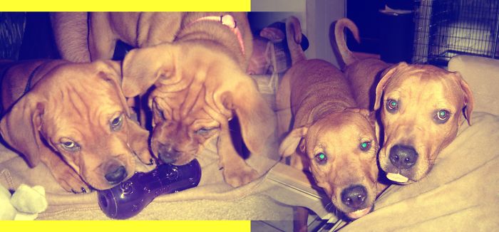 Bella And Her Brother Roscoe @ 8 Wks & 2 Yrs Old