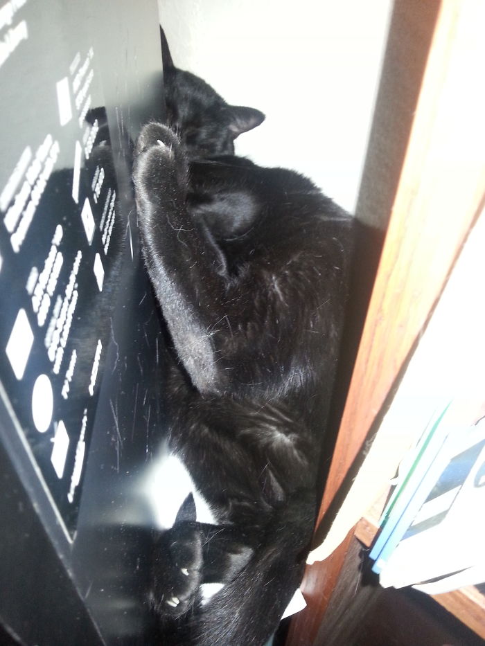 My Penny Cat Loves To Snuggle With My Pc. Awkward!