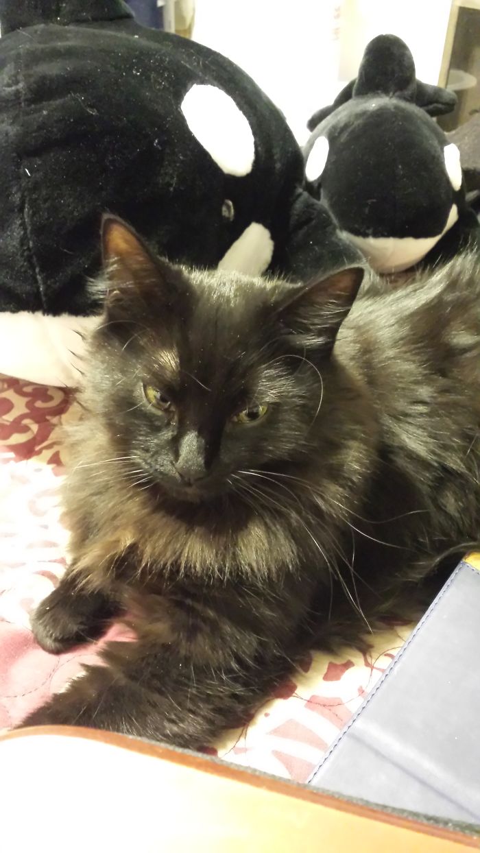 I Think Tsubaki Is Eyeing My Homework As A Good Place For A Nap.