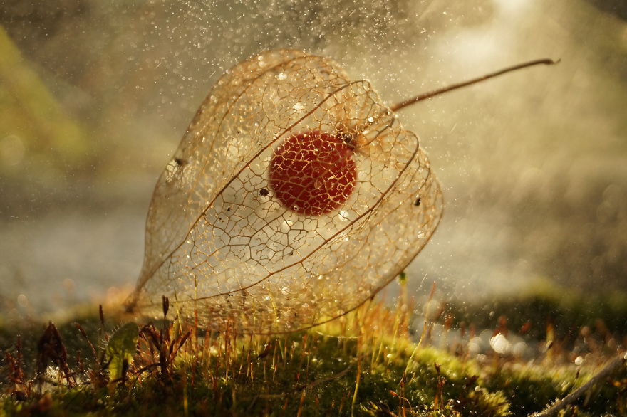 I Photograph Tiny, Magical Worlds