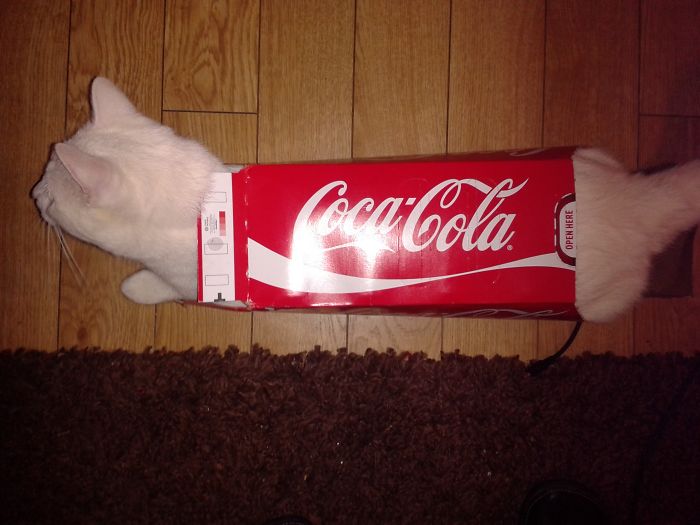 Geoffrey Loves A Challenge!