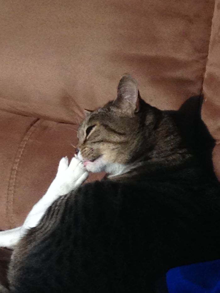 My Cat Jade Loves To Chew Her Toe Ails