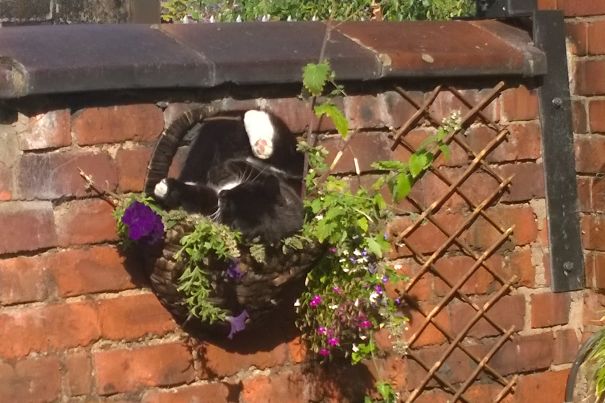 Richey Gave Up Waiting For Me To Pick Him A Couple Of Leaves And Helped Himself