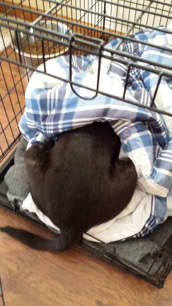 I Came In The Room To Find My Dog Sleeping Like This!