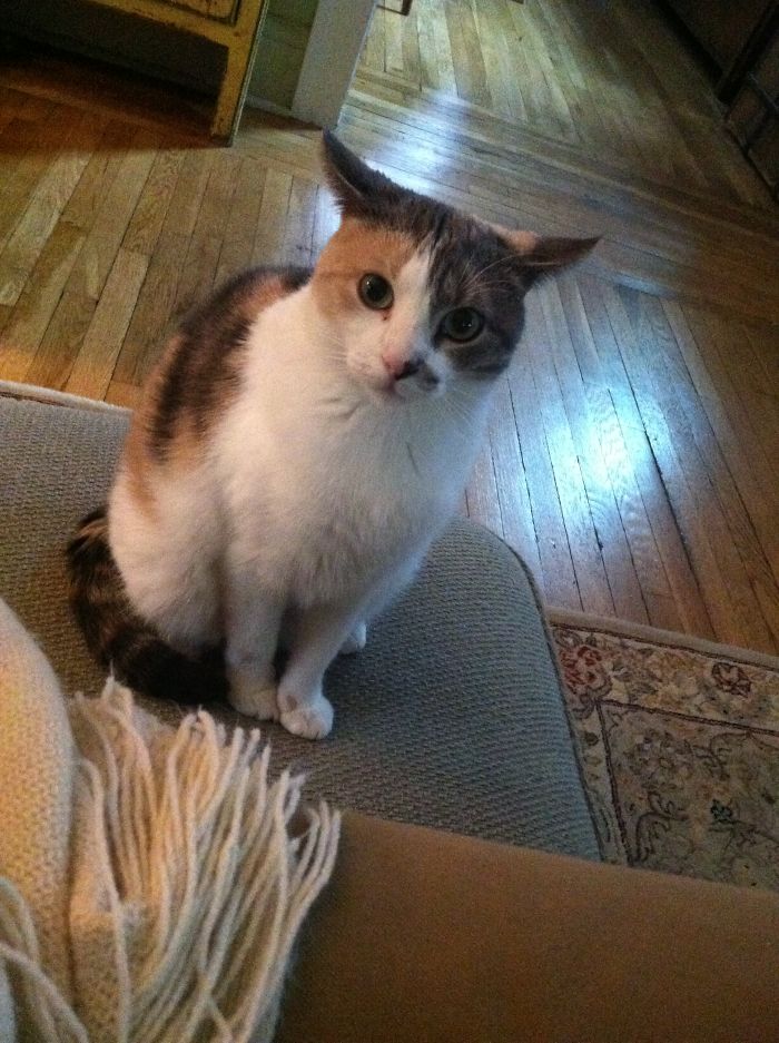 Who Da Cat? Yoda Cat!