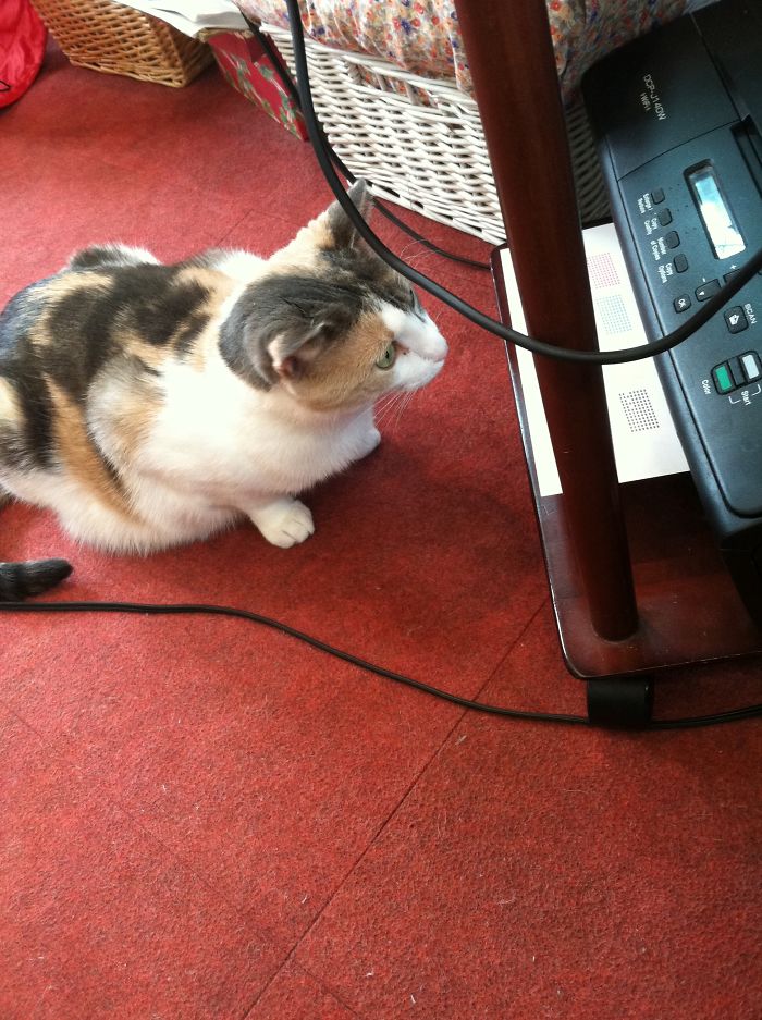 Cirra Hunting The Paper From The Printer