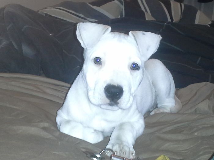 Aspen, Pre Pound Puppy