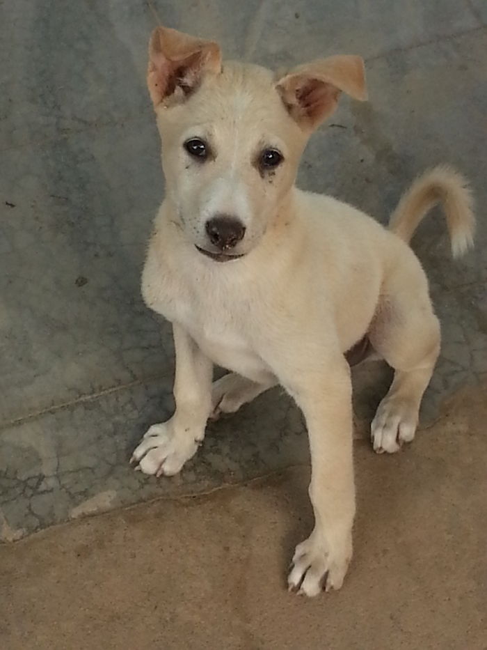 When I Found Rocky Abandoned