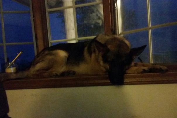 My Dog Likes To Sleep On The Window Sill Like An Oversized Cat.