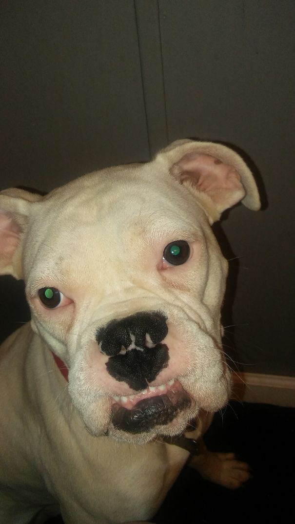 Do I Have Something In My Teeth?? (uga Walks Around With His Lip Stuck All The Time)