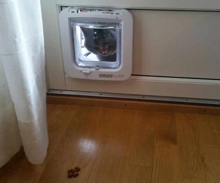 My Cat Refuses To Use The Cat Door, It's Now A Cat Window...