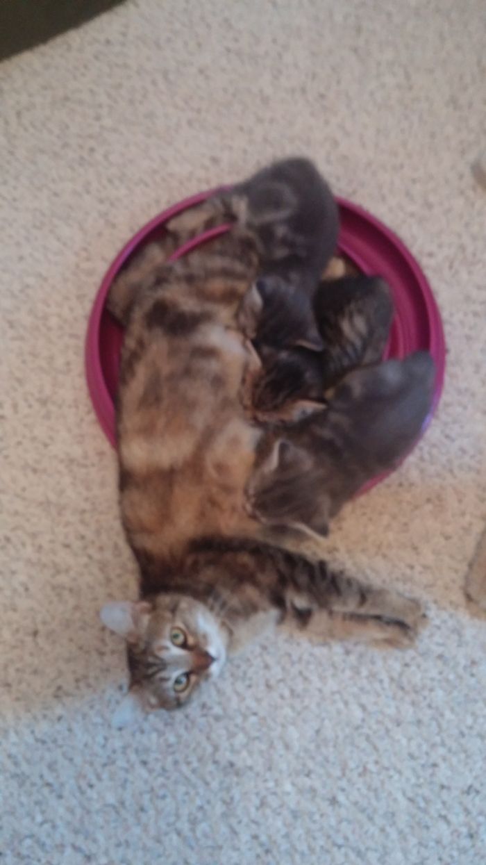 And Why Wouldn't She Want To Nurse Kittens On A Turbo Scratcher? Can't Let Having Babies Get In The Way Of Having Fun!