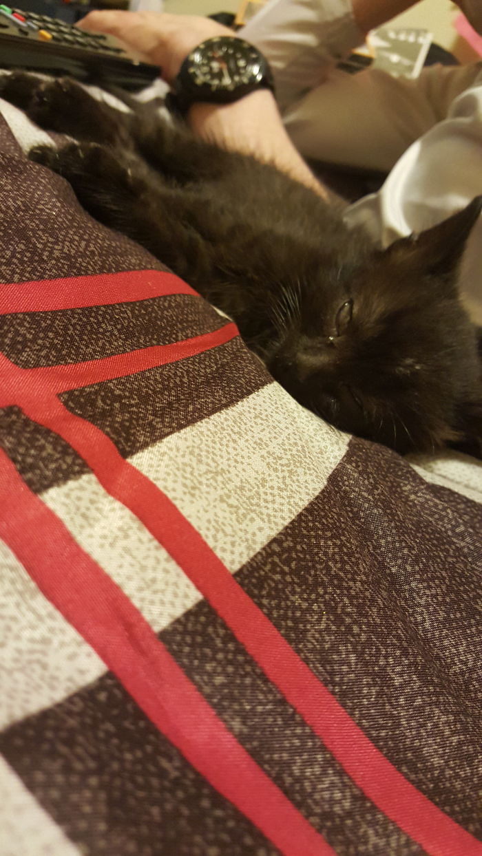 Smokey When She Was A Kitten. My Little Demon ❤