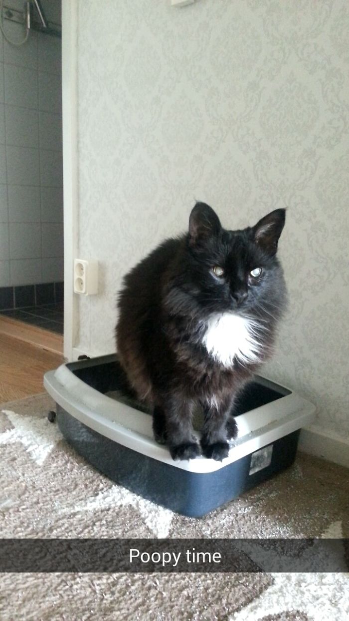 Our Blind Kitty Has Her Special Way To Poop