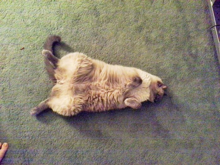 I Will Lay In The Middle Of The Floor And Pretend To Be A Dead Cockroach.