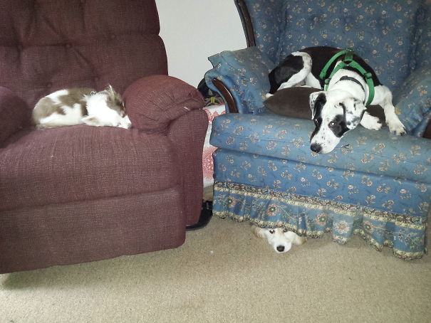 This Is Mokey (under Chair)cave Dog-she Uses The Chair As Her Safe Place Cuz When Cousin Bo (on Top Of Blue Chair) Visits, His Tail Tends To Git Her In The Eyes