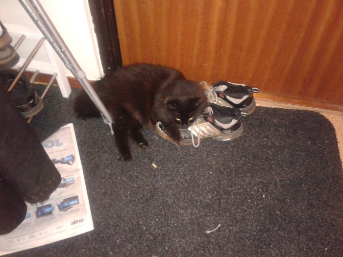 My Cat Won't Allow Me To Leave My Apartment