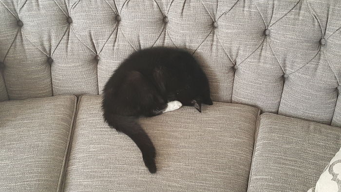 This Is How My Cat Sleeps