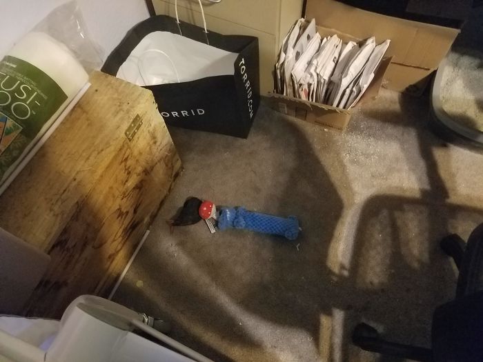 So My Cat Has Ocd. Walked In The Room And She Had Lined Up Her Toys.