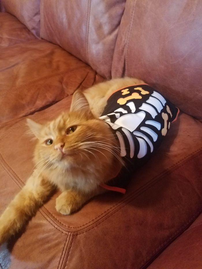 My Cat Loves To Be Extra And Likes Clothing!