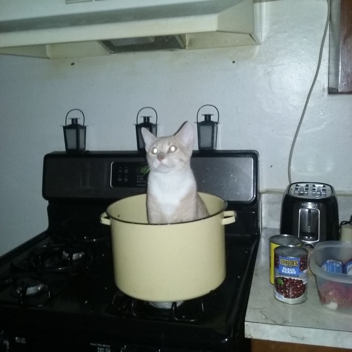 My Cat Likes To Believe He's Dinner. And Looks Pretty Content About It.