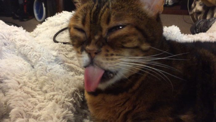 When My Cat Thinks She's A Lizzard