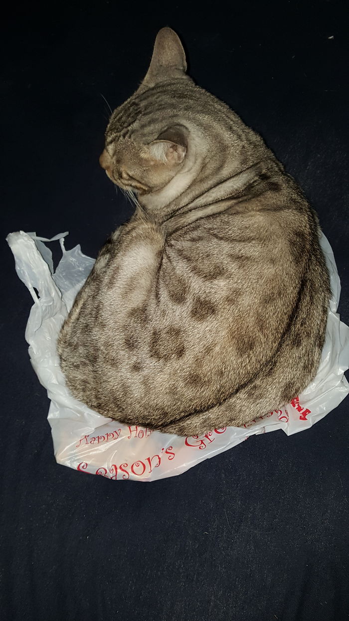 Of All The Beds In The House. Osiris Chooses A Plastic Bag
