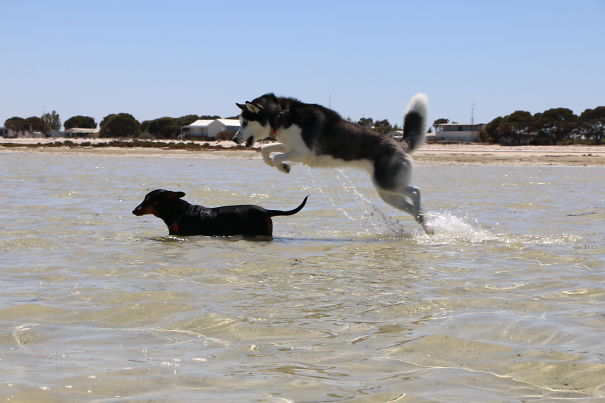 You Can't Escape From Me That Easily Little Sausage