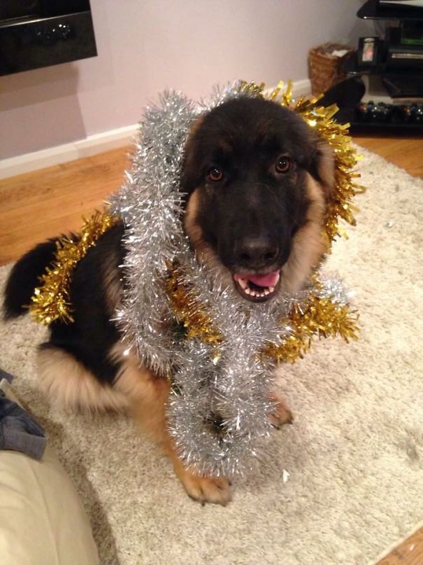 My Doggo Likes To Pretend She's A Christmas Tree