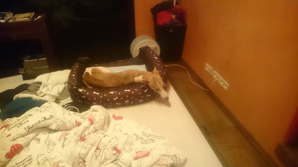 He's Not Allowed To Sleep In Our Bed. So He Somehow Dragged His Own Bed Onto Ours To Hang Out With Us