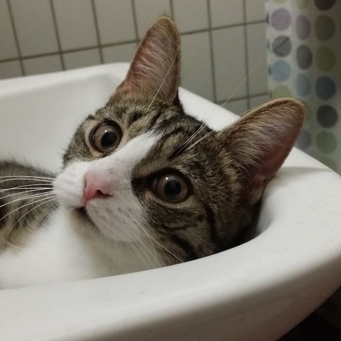 My Cat Follows Me To The Bathroom And Judges My Singing...