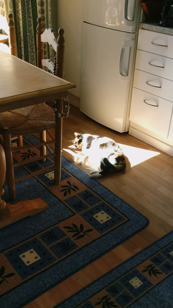 Where There's Sun, There's Kedi