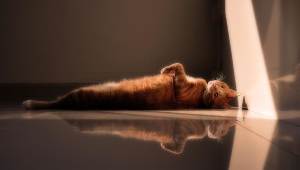 My Cat Doing Some Quiet Reflection Under The Sun