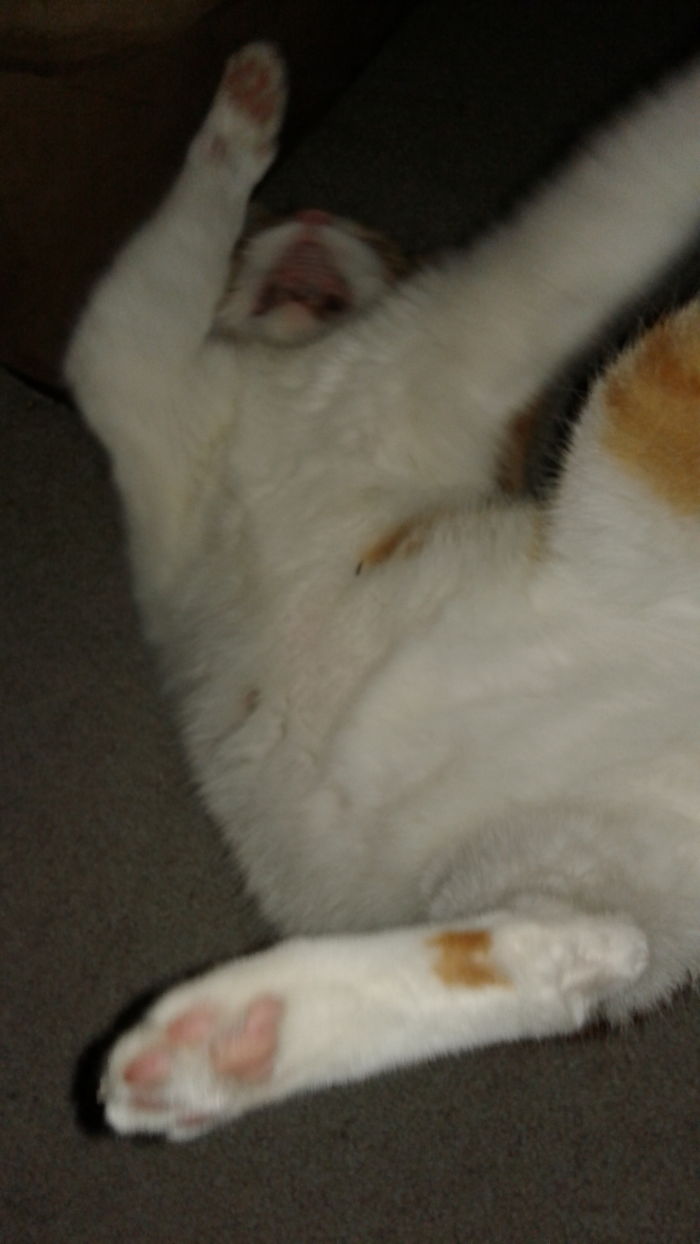 Tobey Likes To Roll Around All Crazy