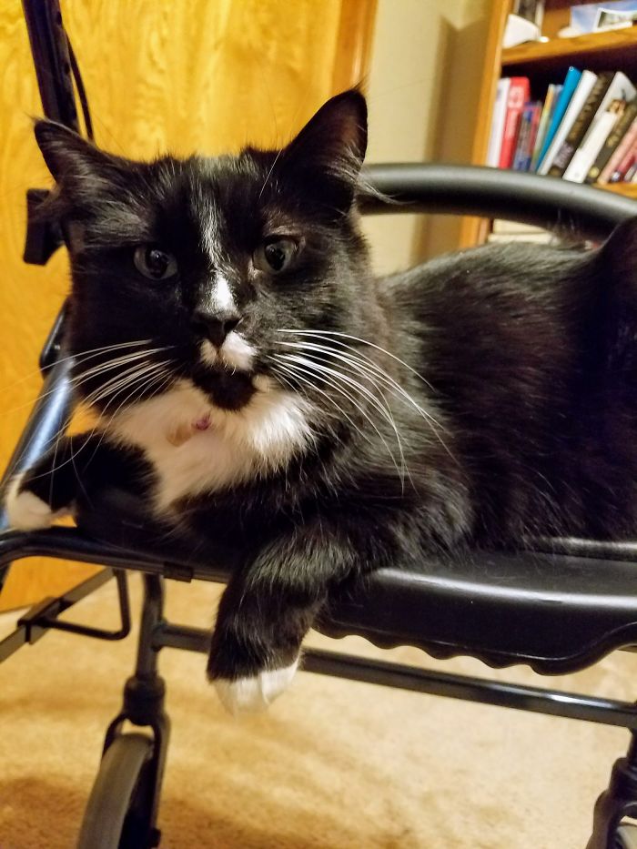 He Likes To Hang Out On My Dad's Walker. While He's Using It. . .in Fact, He Hops On As My Dad Goes By.