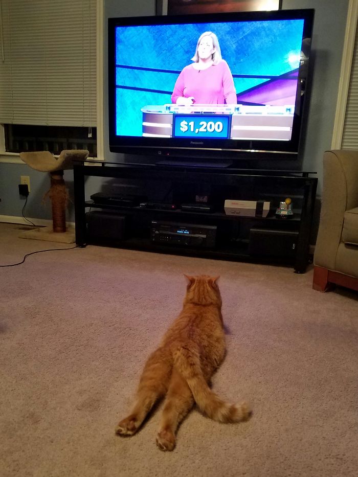 Vladimir Purrin, Watching His Favorite Show.