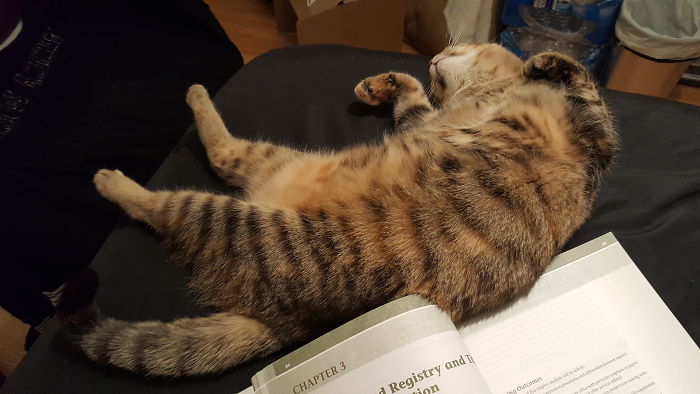 Trying To Study... I Think She's Mocking Me...
