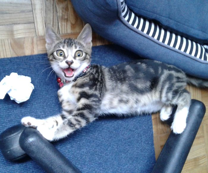 Crazy Face When Chasing The Paper Ball