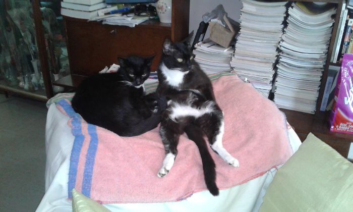 R.i.p To These Old Girls Of 14 Years, Meaw-meaw Was Ok, Blacky Was Weird And Sh*t