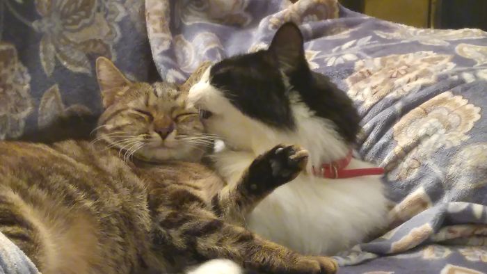 Griffin Has An Eyelid Fetish. He Nips Them Whenever We Let Our Guard Down.