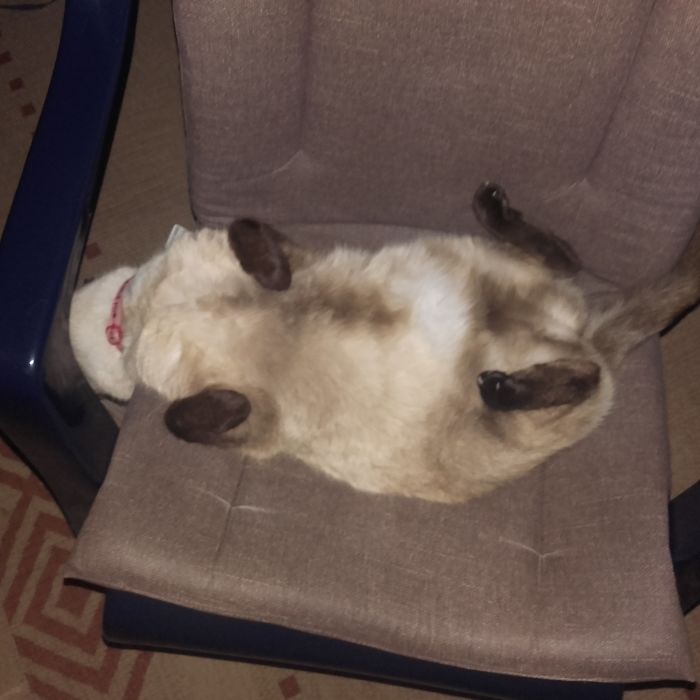 My Cat Sleeps Like This Every Day. I Know She S Weird.