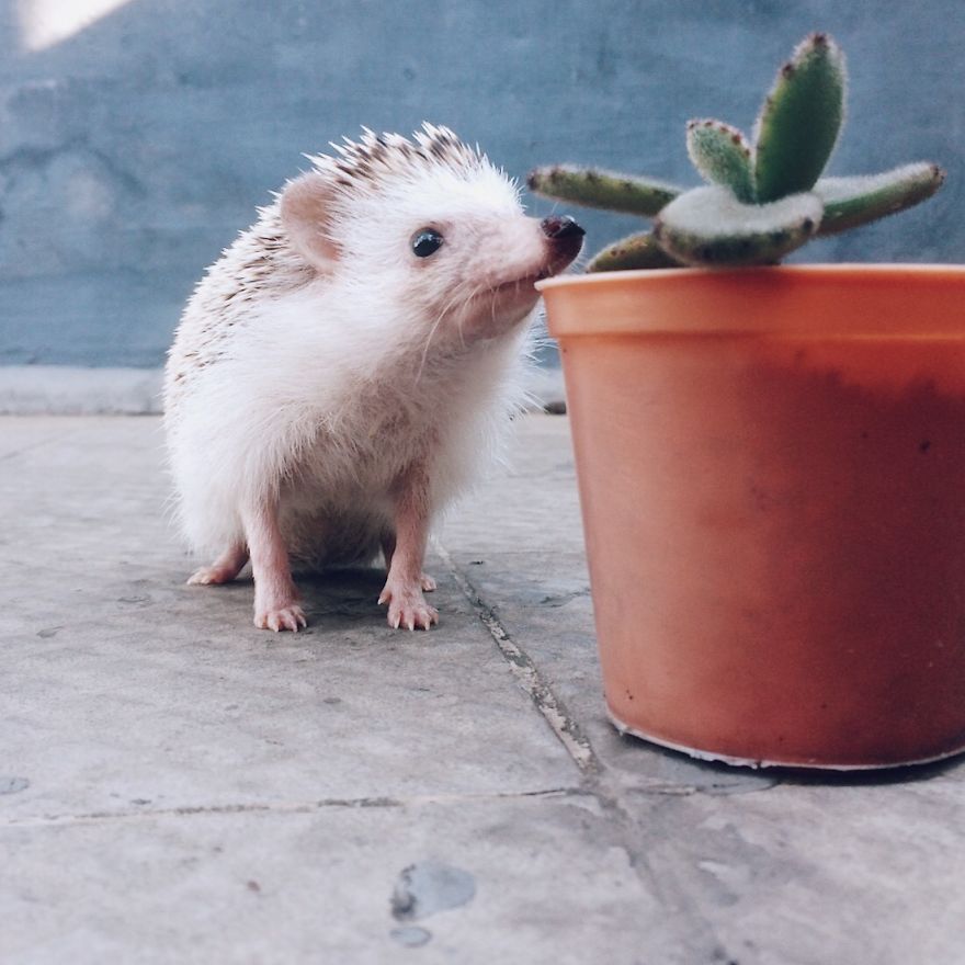 Pokey My First Hedgehog Pet