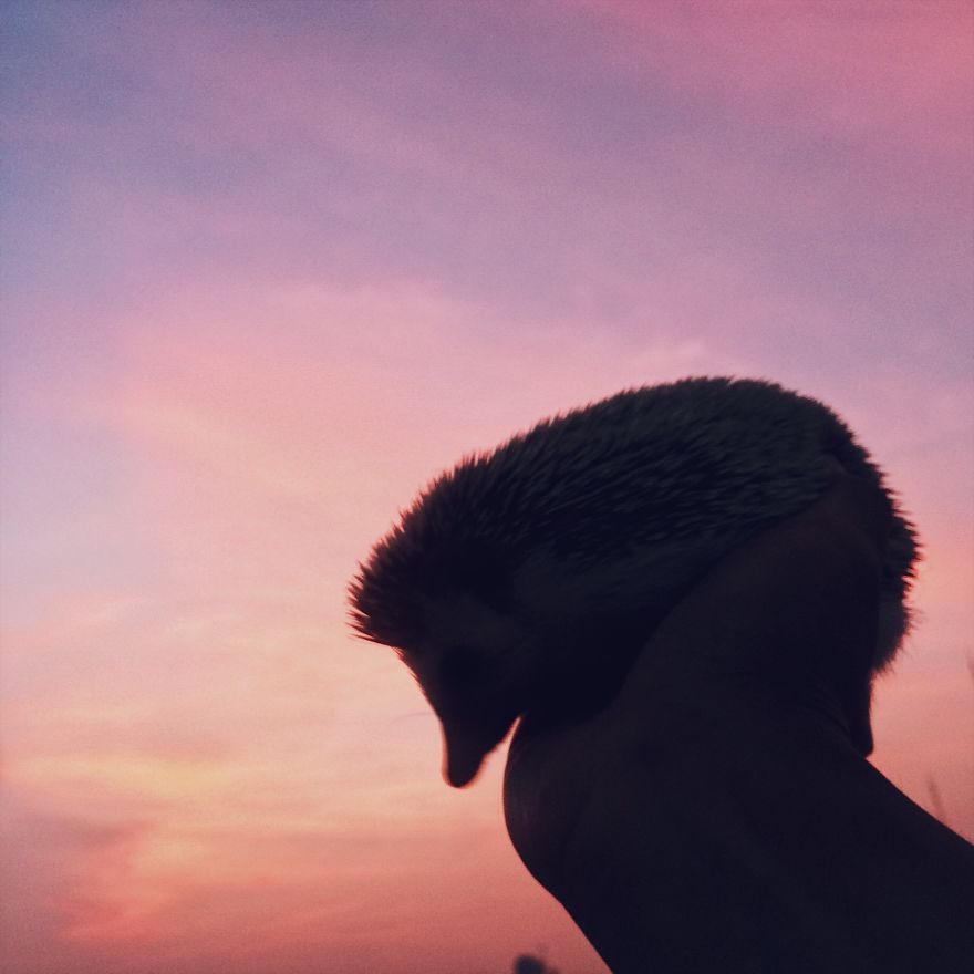 Pokey My First Hedgehog Pet