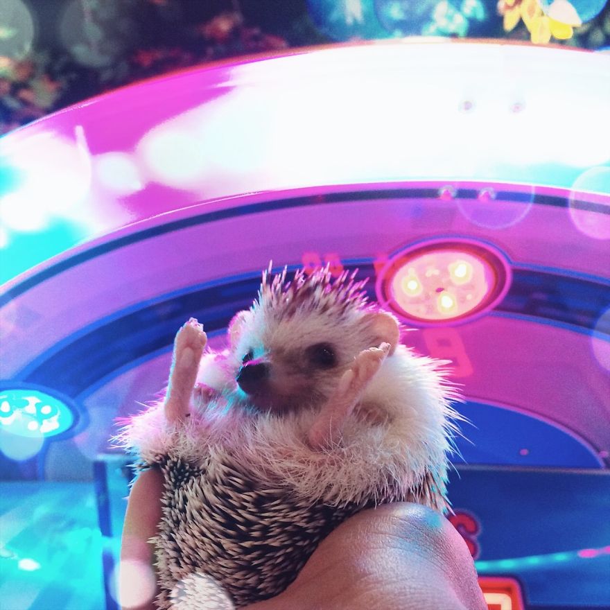 Pokey My First Hedgehog Pet