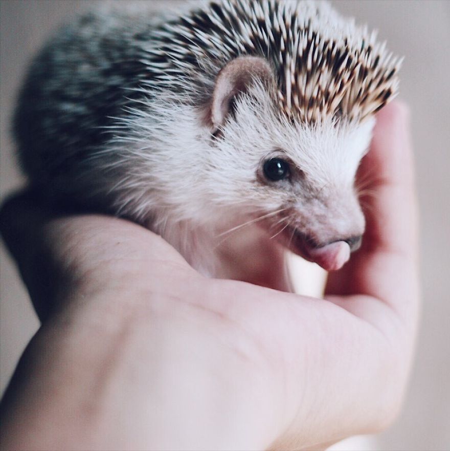 Pokey My First Hedgehog Pet