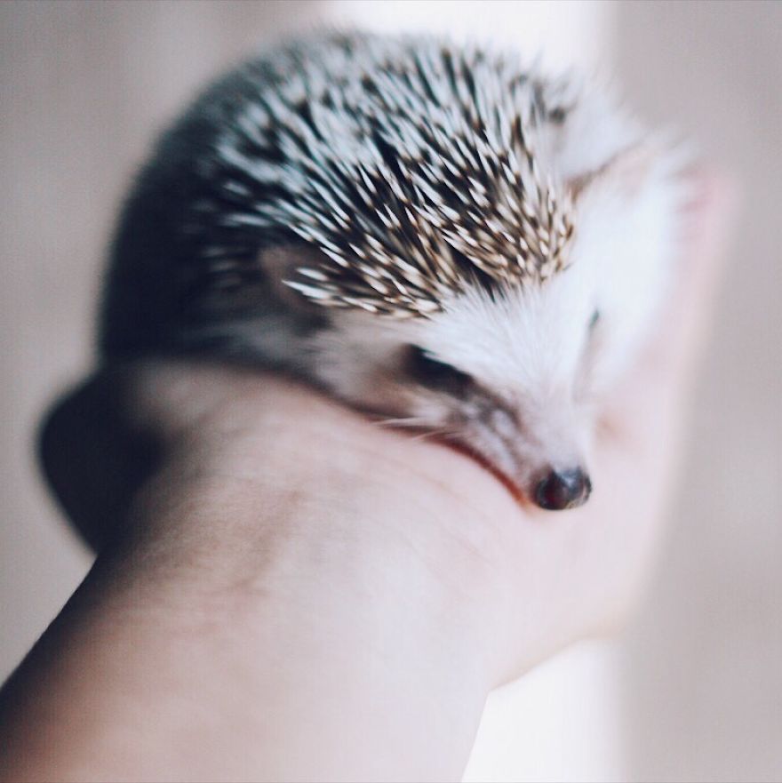 Pokey My First Hedgehog Pet