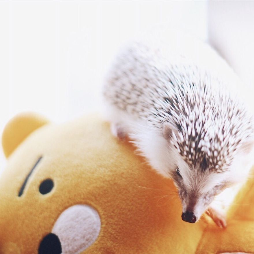 Pokey My First Hedgehog Pet