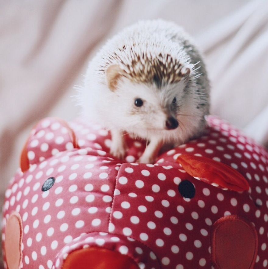 Pokey My First Hedgehog Pet