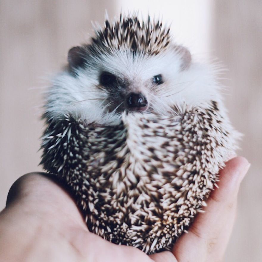 Pokey My First Hedgehog Pet