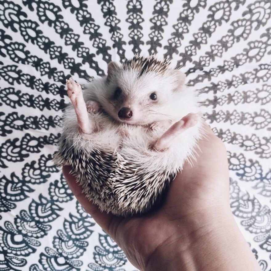 Pokey My First Hedgehog Pet